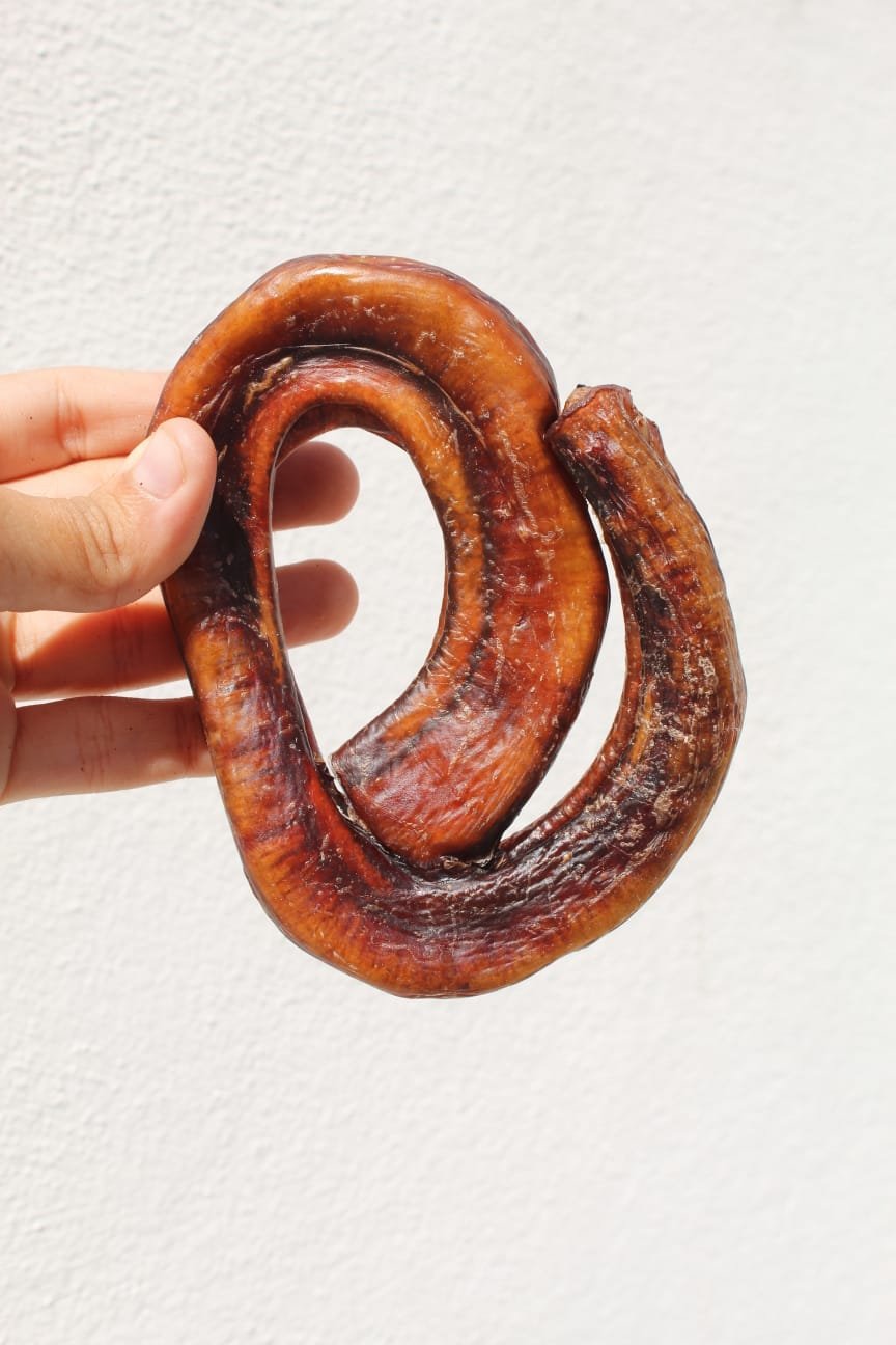 Vergalho de Boi Caracol -unidade