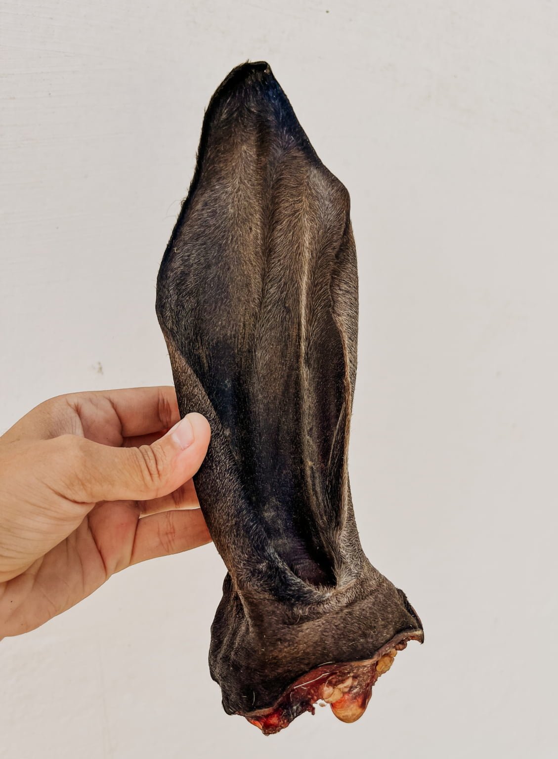 Orelhão de Boi Pequeno 1 und - Desidratado