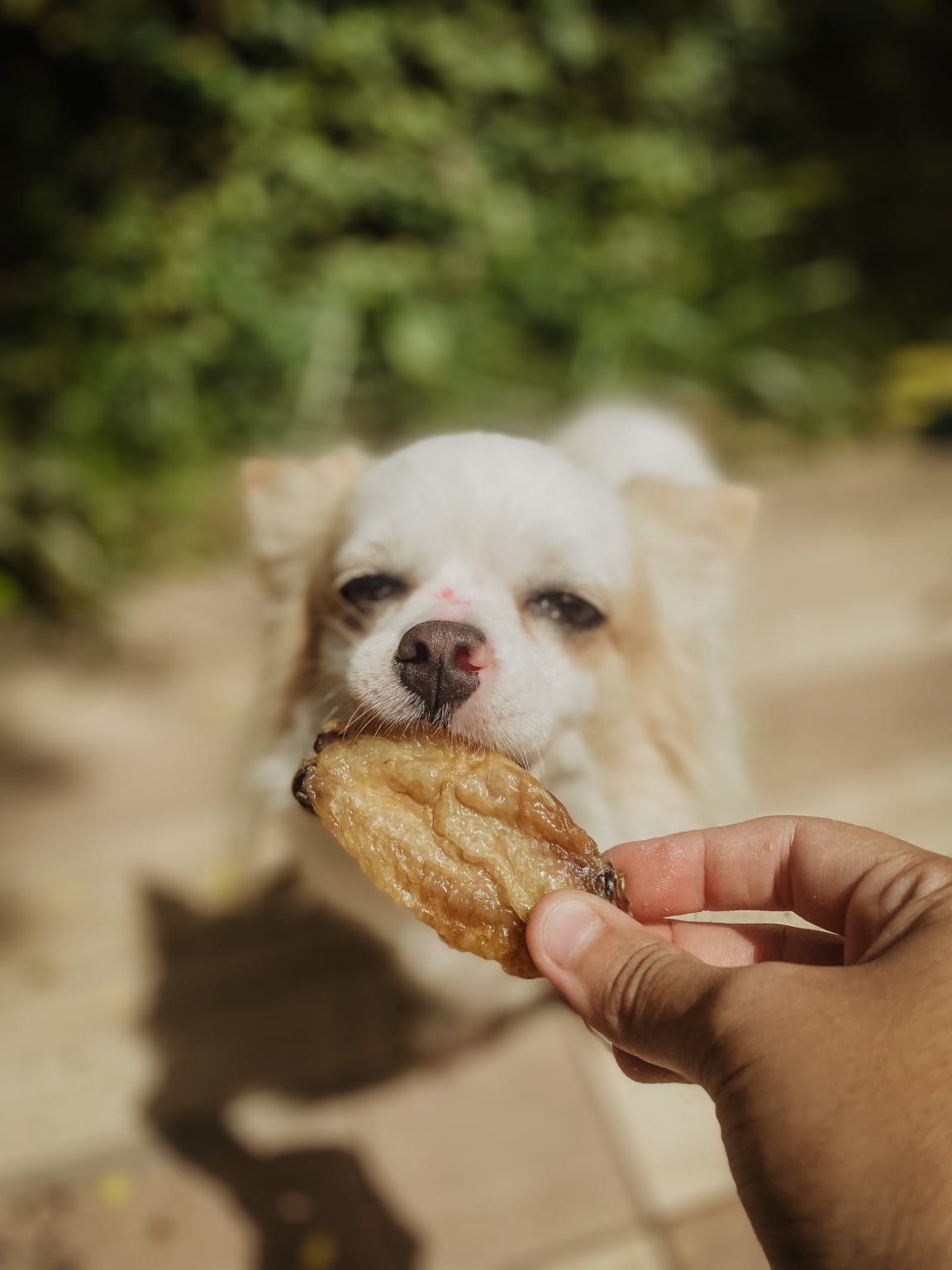 Tulipinhas de frango - 4und