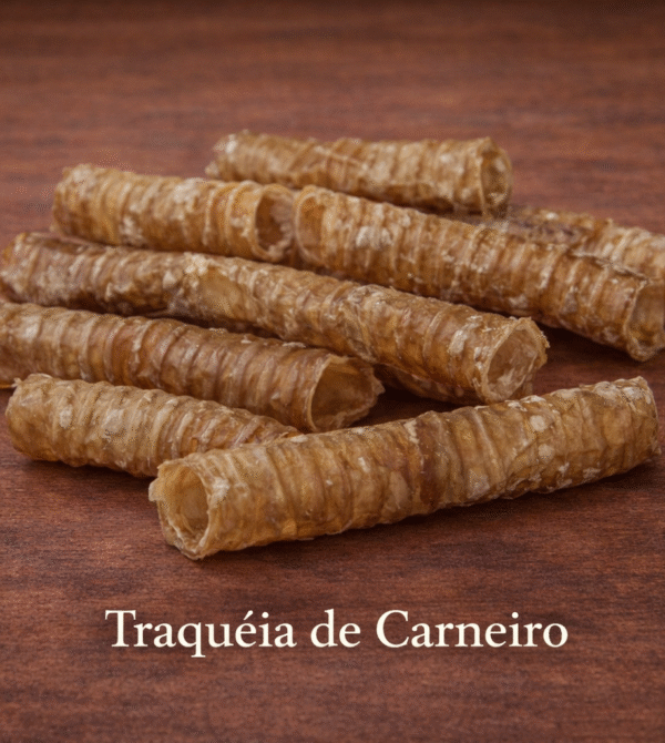 Ch traquéia de carneiro